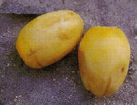 درخت آلوی پرنده